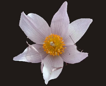Anemone 2526